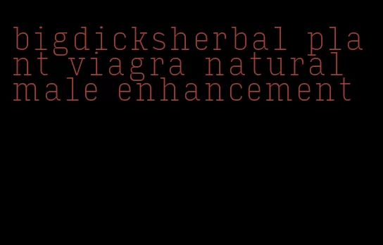 bigdicksherbal plant viagra natural male enhancement