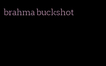 brahma buckshot