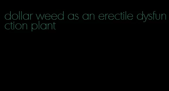 dollar weed as an erectile dysfunction plant