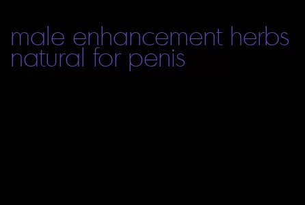 male enhancement herbs natural for penis